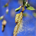 Аллергия на пух, пыль, пыльцу растений- москитная сетка антипыль,
антипыльца для Вас выход